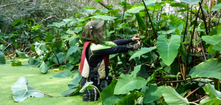 Técnica especialista durante una campaña de eliminación del caracol manzana.