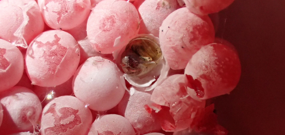 Puesta de caracol manzana con algunos huevos ya eclosionados. (Foto: Iván Lizaga).
