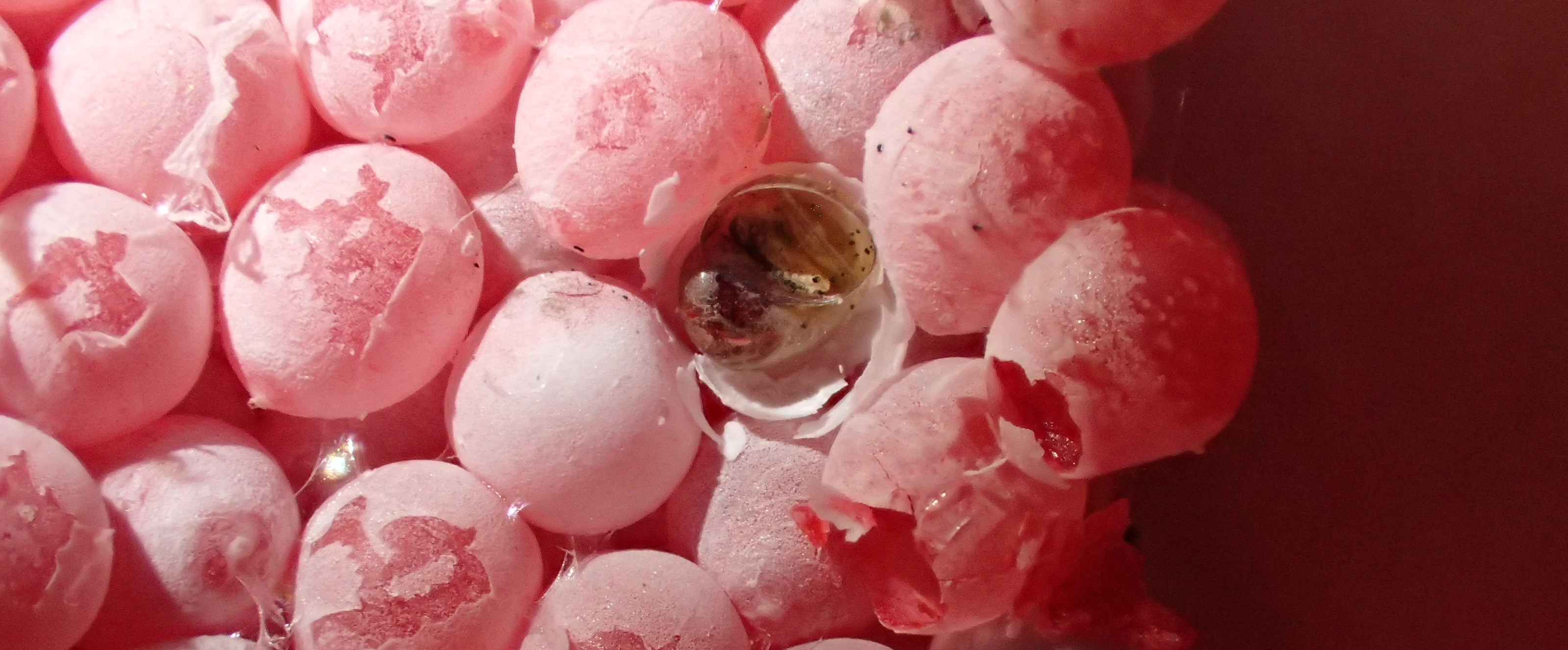 Puesta de caracol manzana con algunos huevos ya eclosionados. (Foto: Iván Lizaga).