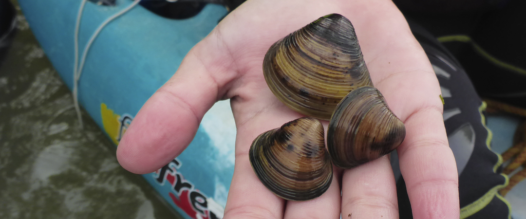 Corbicula fluminea