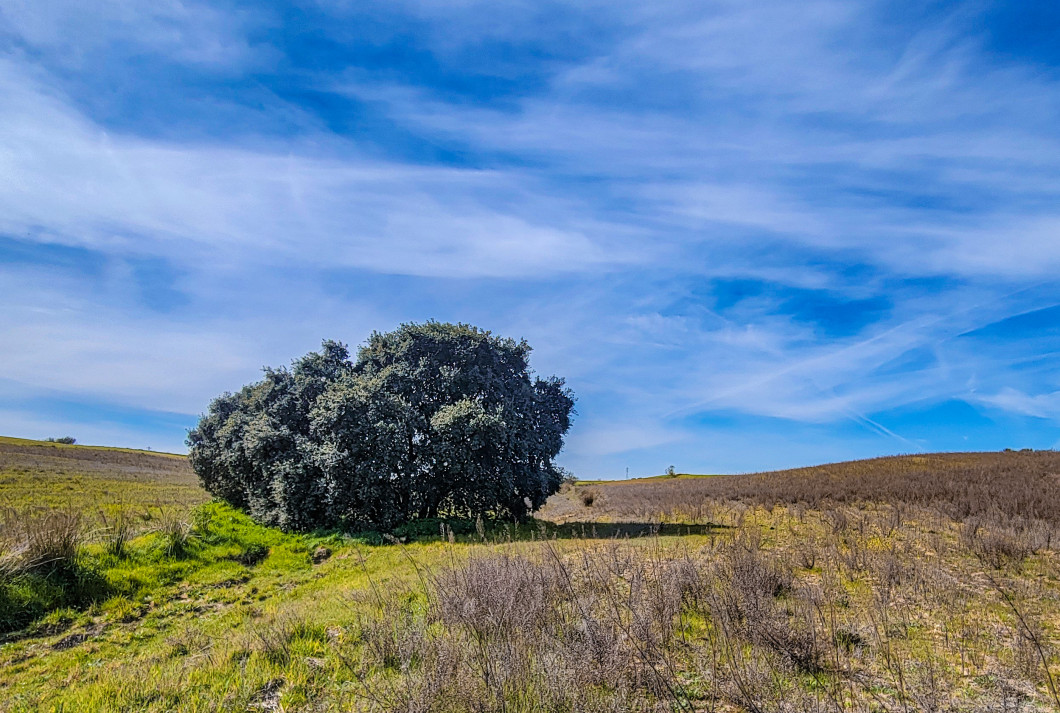 Planta arbustiva grande sobre campo de cultivo