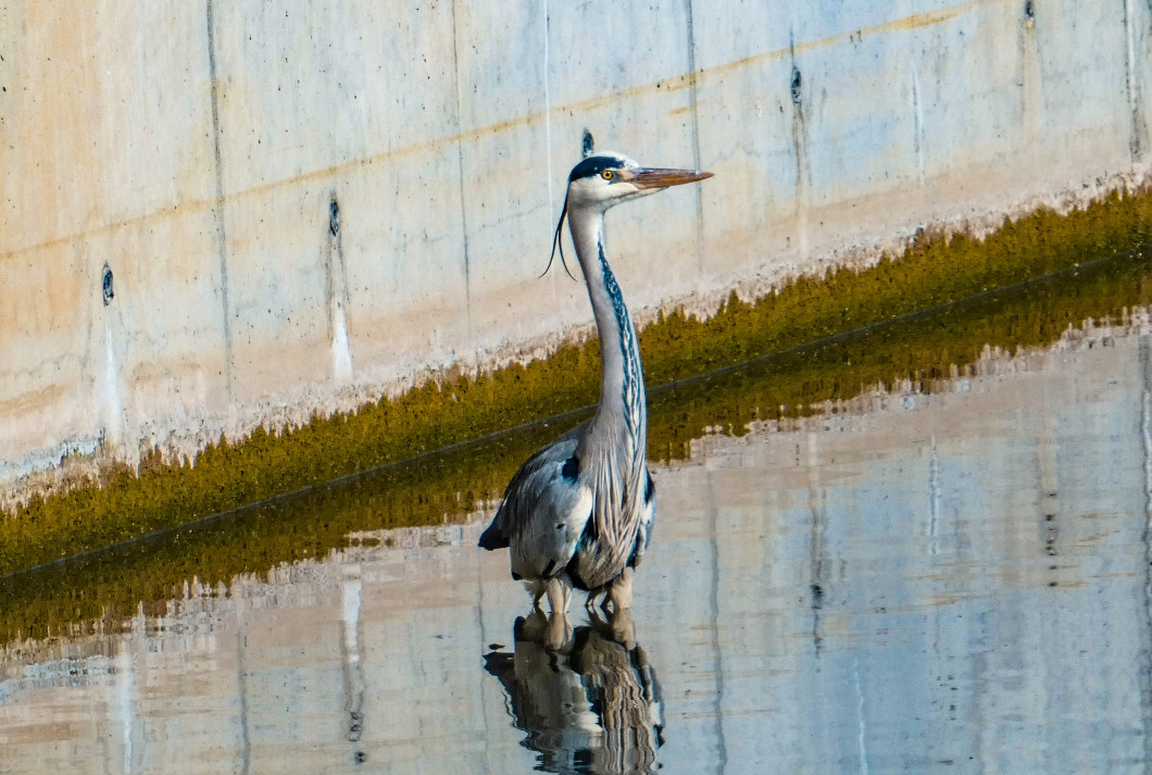 Garza real andando sobre el agua en la zona del puerto