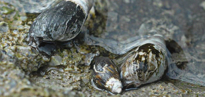 Melanopsis sp - plan recuperación moluscos