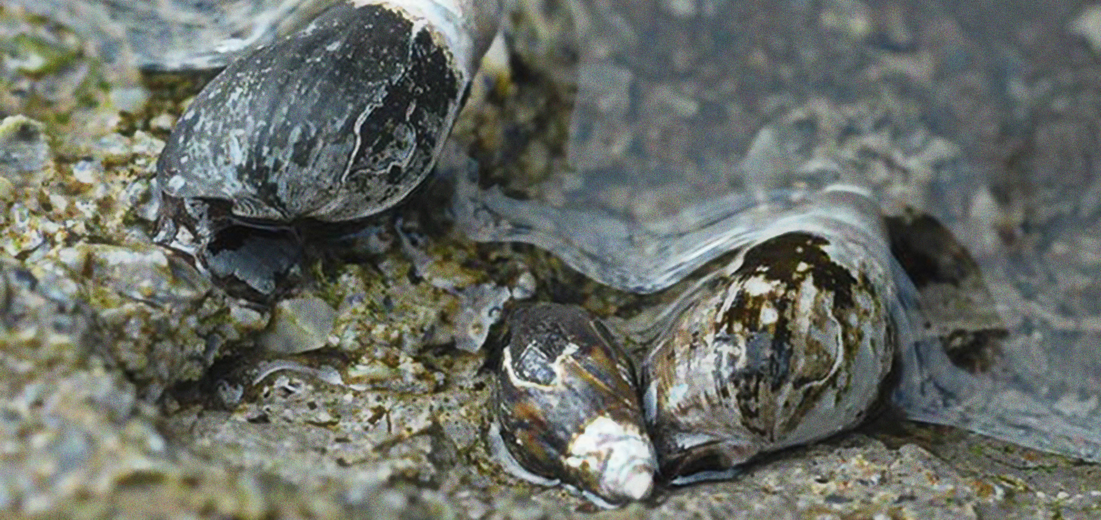 Melanopsis sp - plan recuperación moluscos