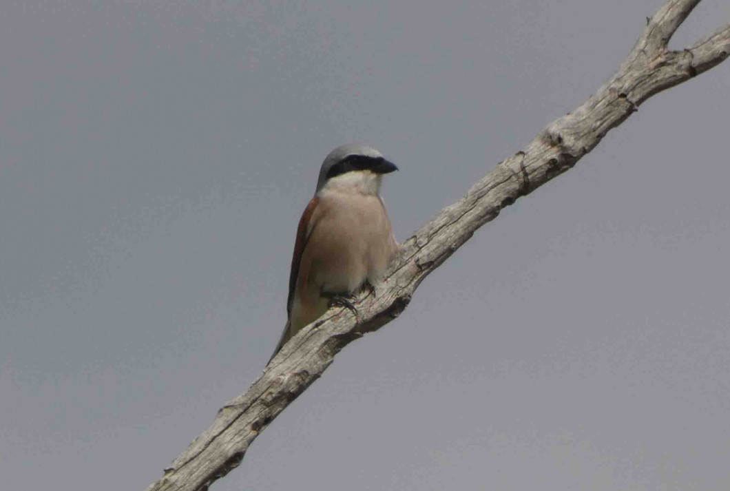 Alcaudón dorsirojo posado en una rama