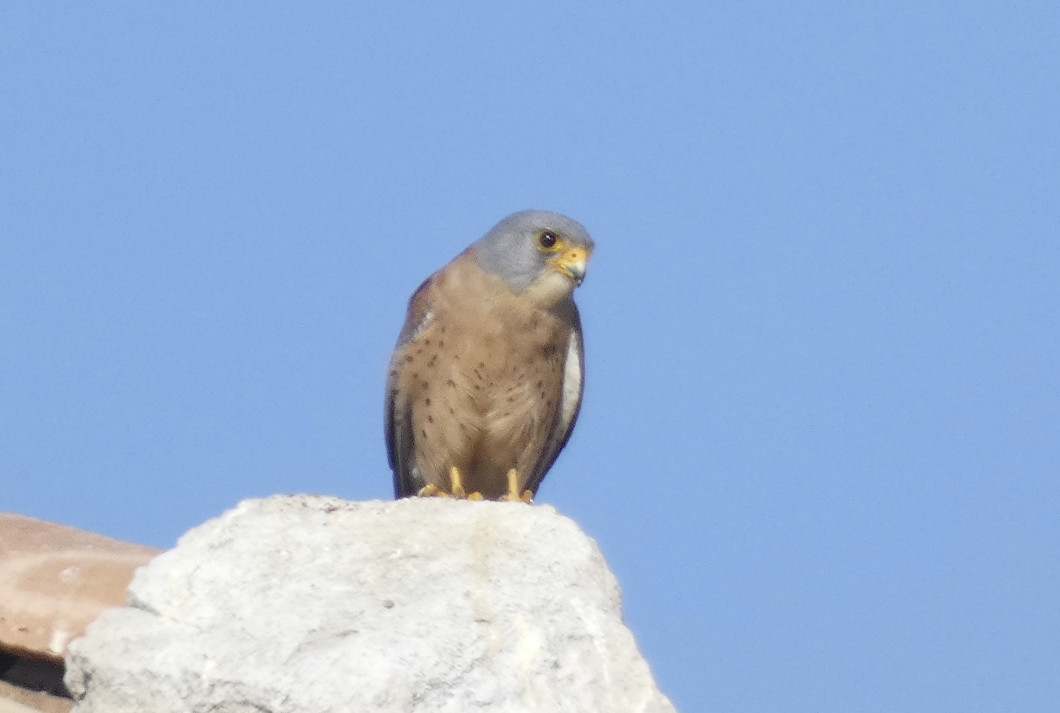 Ave rapaz posada sobre tejado de construcción rústica