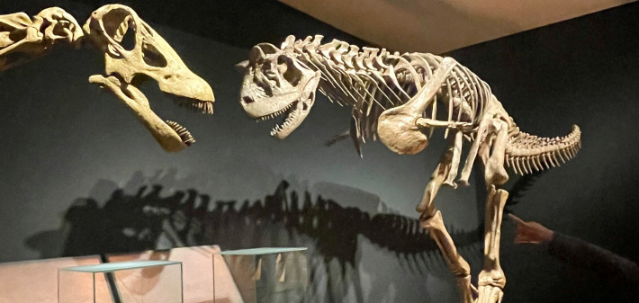 Esqueleto de dos dinosaurios de la Patagonia