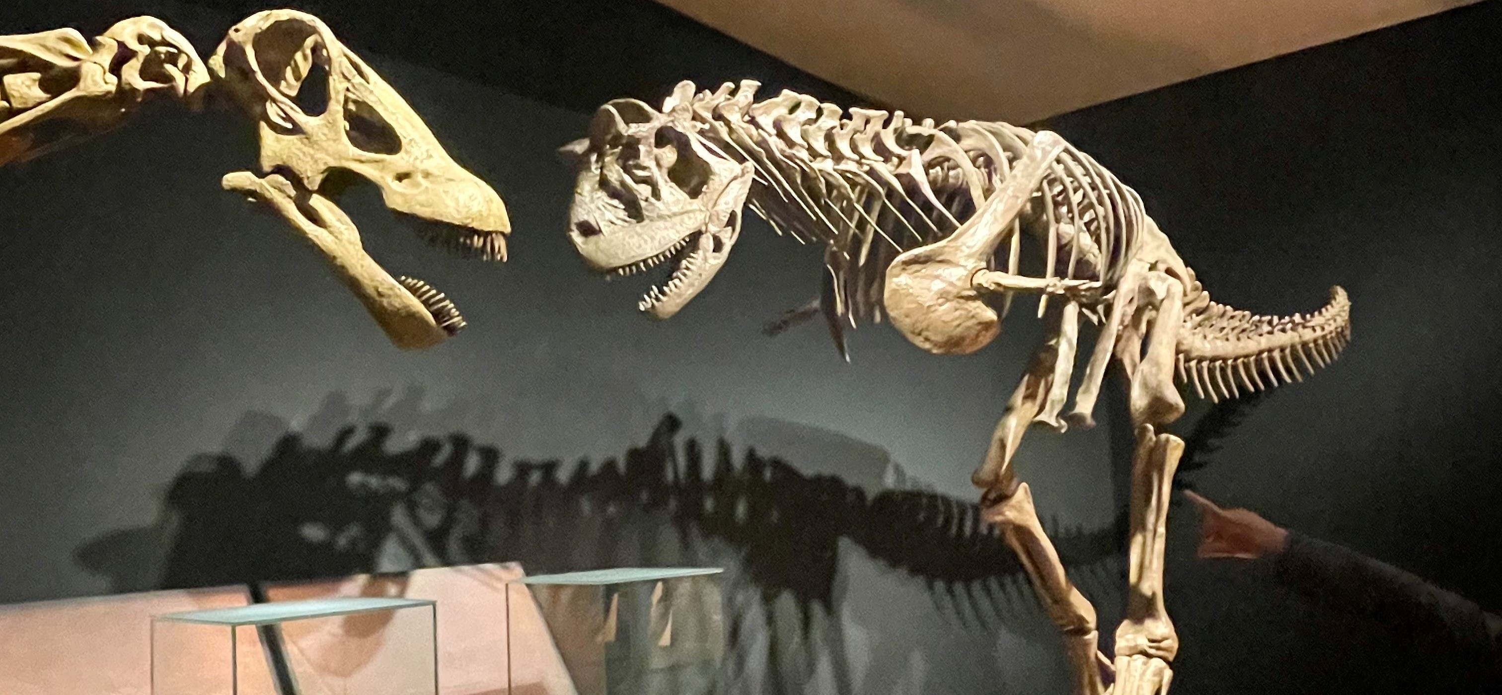 Esqueleto de dos dinosaurios de la Patagonia