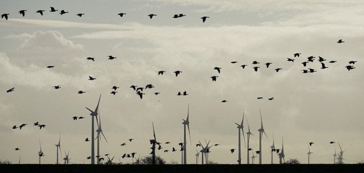 Gansos en parque eólico