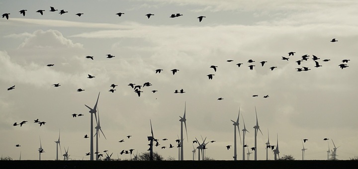 Gansos en parque eólico